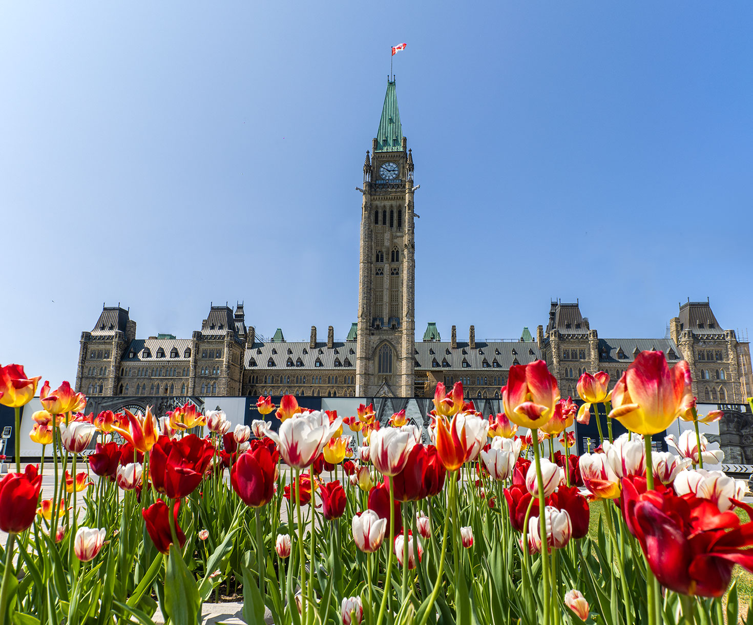 Tulips in the foreground with a large gothic building with a clocktower in the background, representing Canada.